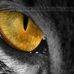 Survivor - Eyes Of The Tiger- Sunny(43) RMX