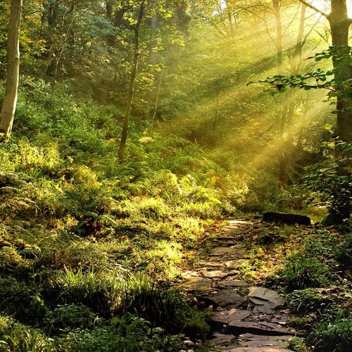 NIT"OG" - FOREST LIFE ( ORIGINAL MIX )