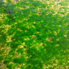 Love Song by Ananda Sukarlan