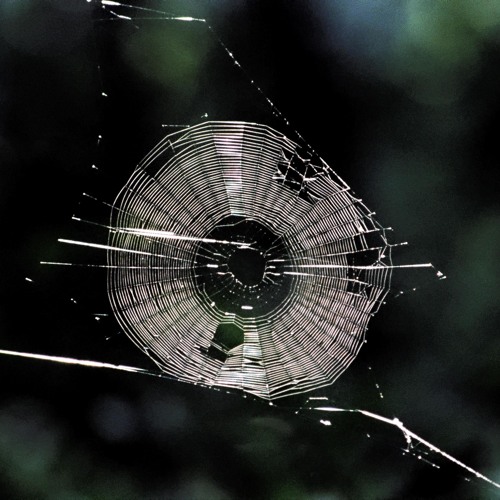 Webs