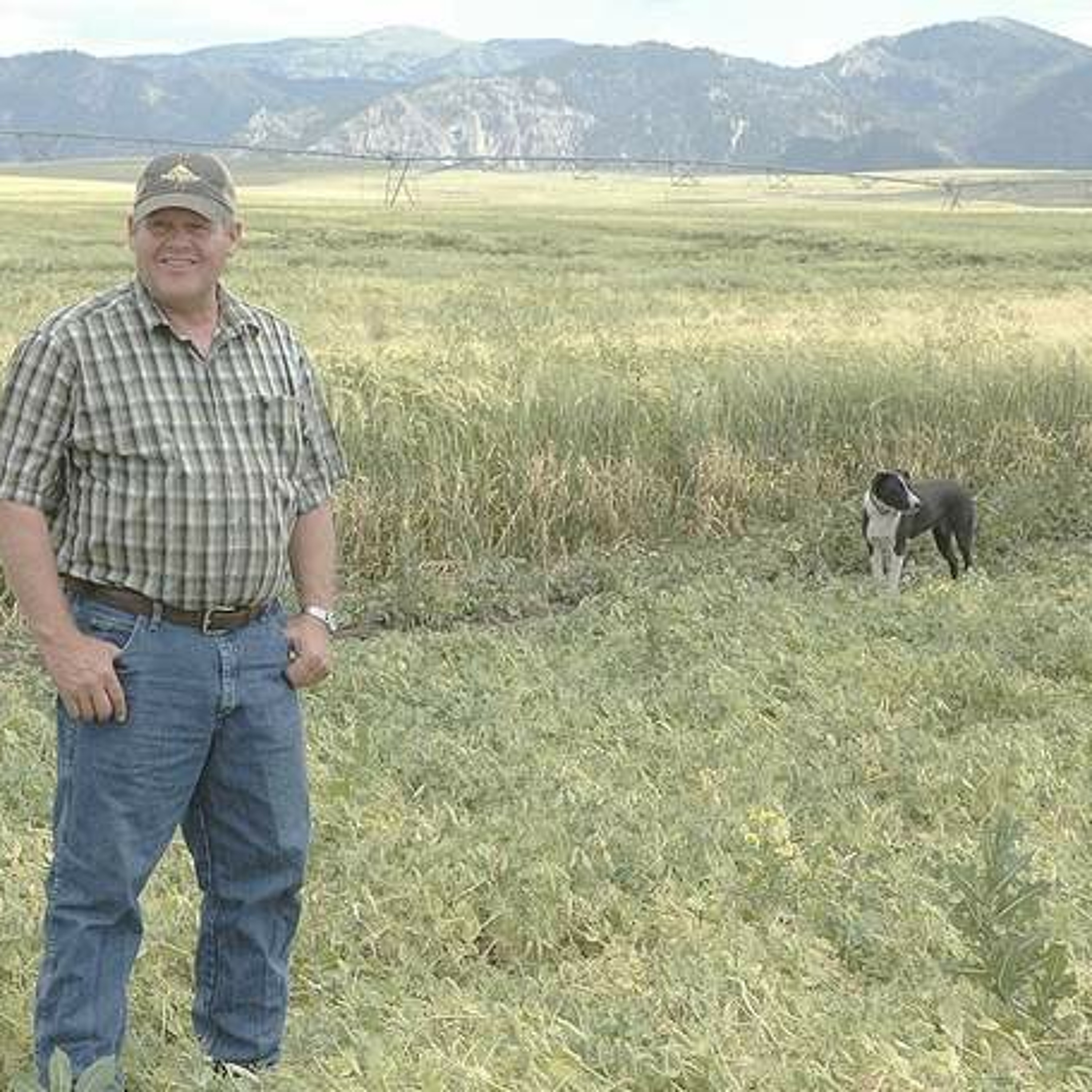 Pea buyers look to Eastern Idaho growers. Ag Minute for Idaho Aug 25, 2015 episode artwork