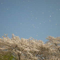 Nujabes - Waltz for Life Will Born