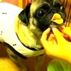 Still Into You (Acoustic Cover)