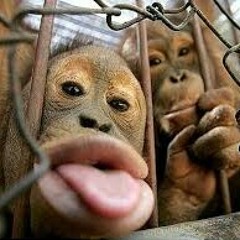 Morning Zone 101.4 Trax FM - Kunyuk Sekarat