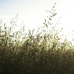 2015 - 06 - 19 Bread