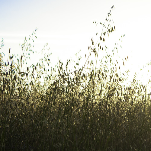 2015 - 06 - 19 Bread