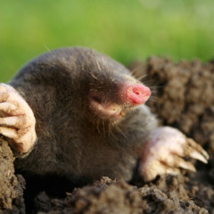 The Mole Story