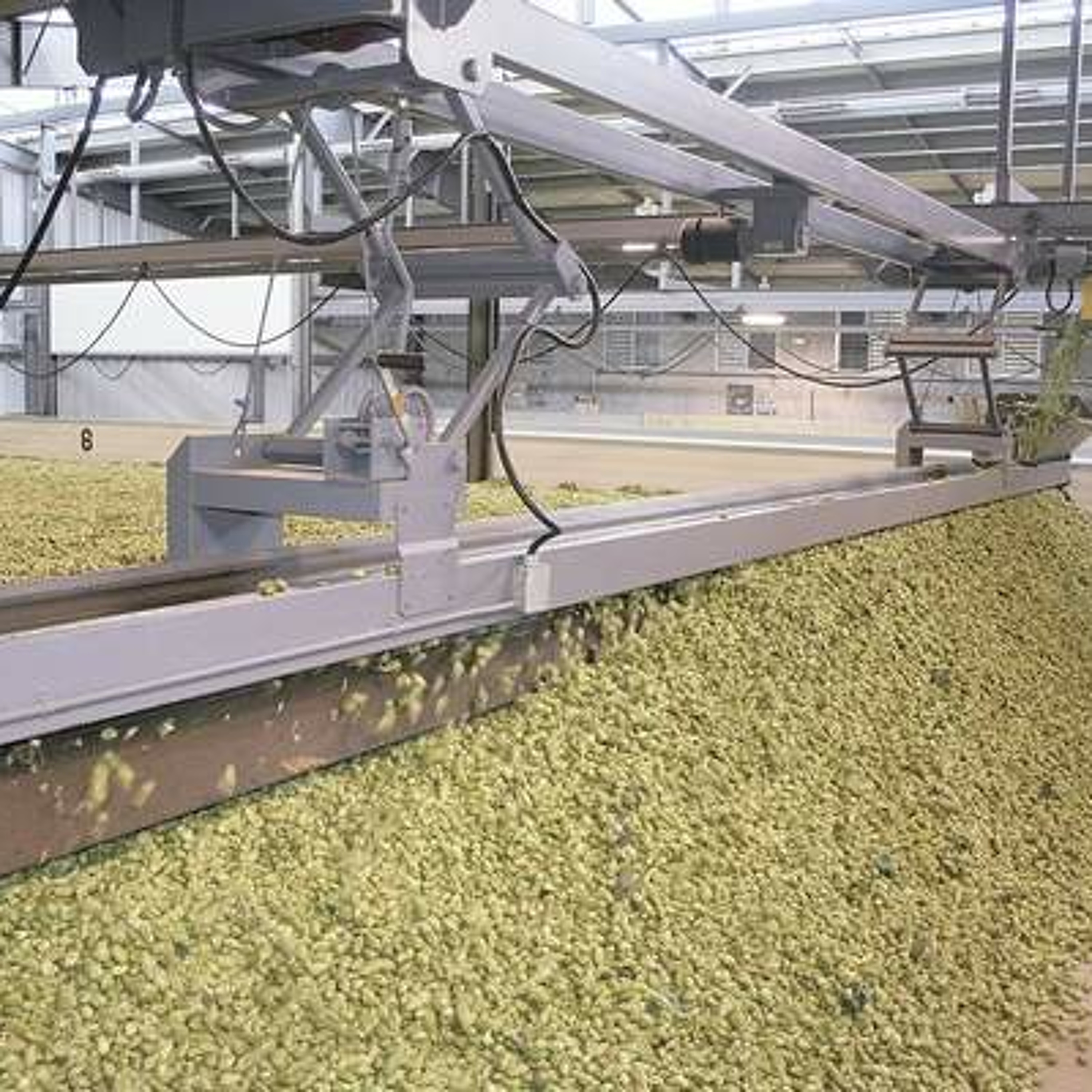 Hop estimate up 5.5 million pounds. Ag Minute for Aug 26, 2015