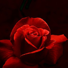 Deep Blood by Dr Jaj