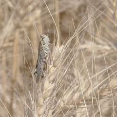 Grasshopper, aphid numbers on the rise. Ag Minute for Aug 27, 2015