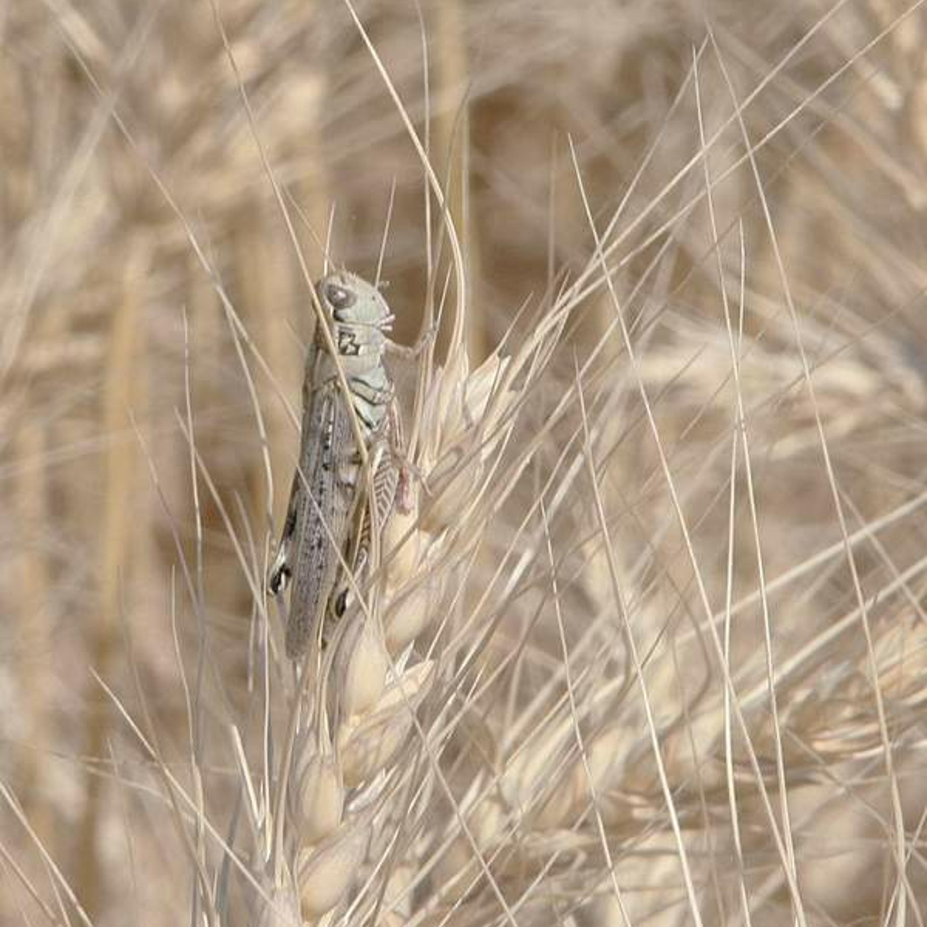 Grasshopper, aphid numbers on the rise. Ag Minute for Aug 27, 2015 episode artwork