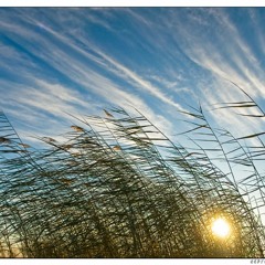 West Wind