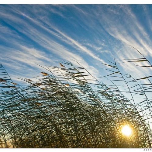 West Wind