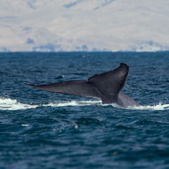 The Sounds of Atlantic Blue Whales