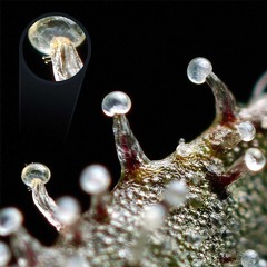 Botón De Pánico - V13nto (Beat "Hubert Daviz - Al Treilea Fragment")