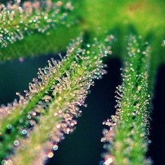 Trickology (Unedited)