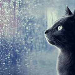 rain pandora