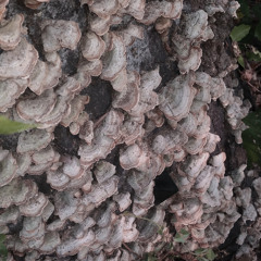 getchu sum rot boy(prod. thovobeats)