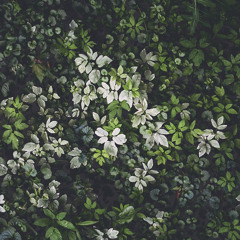 Lanzo - Still.wilin'