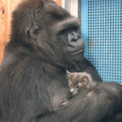 Koko The Gorilla Talks - Yes a talking Gorilla....
