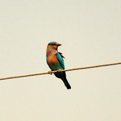 Rosas, Margaridas e Jasmins