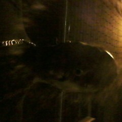 Light up remix at Here