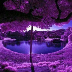 The Purple Forest