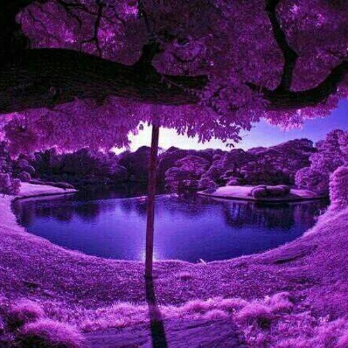 The Purple Forest