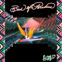 Bird Of Paradise (Guitar Composed by AUK5)