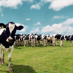 Angela Thomas Wade - Milk Cow Blues (Mixing and Mastering)