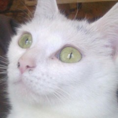 Squirrel Cab.roughasfuck