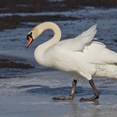 The Animal Cantata - The Swan