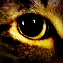 GOING HOME OF THE BRAVE