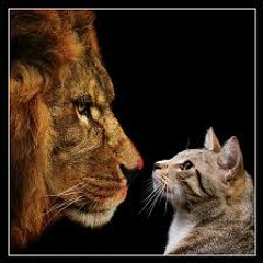 رد طار - تربية قُطط - Amr Saiko Ft. Aswany - el Z8aBa Team - Diss Clean