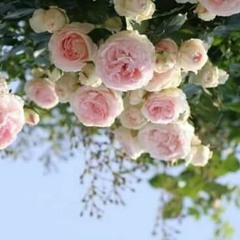 ﴿42_ِالشُورَىً﴾ُ  ?﷽ حم ﴿١﴾ عسق ﴿٢﴾ كَذَلِكَ يُوحِي إِلَيْكَ وَإِلَى الَّذِينَ مِن قَبْلِكَ اللَّـهُ الْعَزِيزُ الْحَكِيمُ ﴿٣﴾ لَهُ مَا فِي السَّمَاوَاتِ وَمَا فِي الْأَرْضِ وَهُوَ الْعَلِيُّ الْعَظِيمُ ﴿٤﴾ تَكَادُ السَّمَاوَاتُ يَتَفَطَّرْنَ مِن فَوْقِهِ