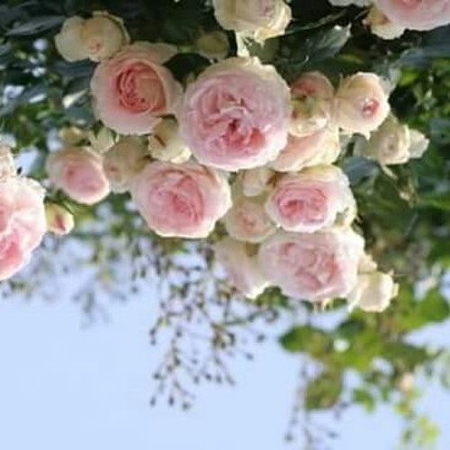 ﴿42_ِالشُورَىً﴾ُ  ?﷽ حم ﴿١﴾ عسق ﴿٢﴾ كَذَلِكَ يُوحِي إِلَيْكَ وَإِلَى الَّذِينَ مِن قَبْلِكَ اللَّـهُ الْعَزِيزُ الْحَكِيمُ ﴿٣﴾ لَهُ مَا فِي السَّمَاوَاتِ وَمَا فِي الْأَرْضِ وَهُوَ الْعَلِيُّ الْعَظِيمُ ﴿٤﴾ تَكَادُ السَّمَاوَاتُ يَتَفَطَّرْنَ مِن فَوْقِهِ