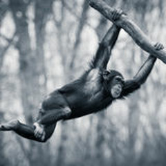 Calopsy (Live Keywest 13/08/15- drum to tribe to drum to..)