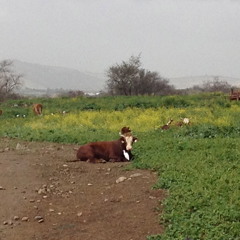 La Lecherita (nunca es igual)