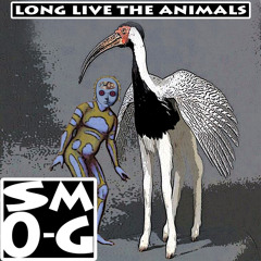 Smo - G - Vivid Camerical Visions