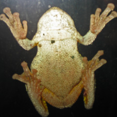 Frogland