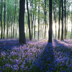 Tranquil Forest - Chill