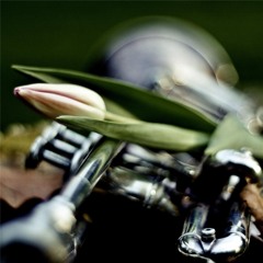 Lale Li Si, Zyumbyul Li Si