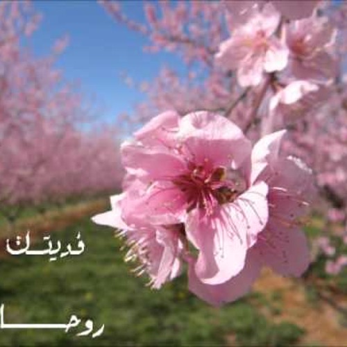 فديتك روحاً المنشد - موسى العميرة أبو علي