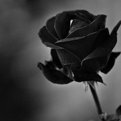 ريحة الورد - عباس ابراهيم - عود