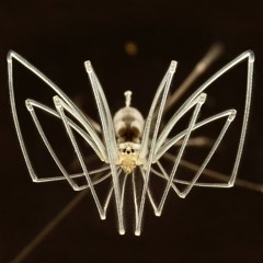 Vision Of Argus (film Score)