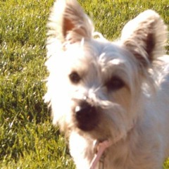 Political Science (Randy Newman / David Bazan Cover)