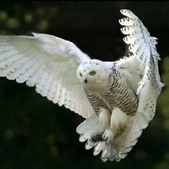 Michael W Smith - Place in this World (cover)