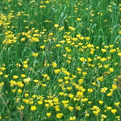 C.Ph.E. Bach Concerto in d minor II