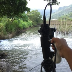Mangrove & tidal wave recording from Nam Chung, Hong Kong 紅樹林, 水漲, 香港 南涌