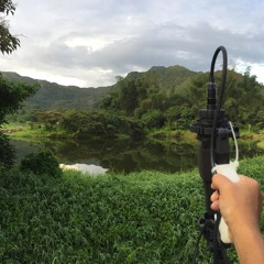 Sweet Bird chirps from Nam Chung, Hong Kong 大埔 南涌, M/S Recording